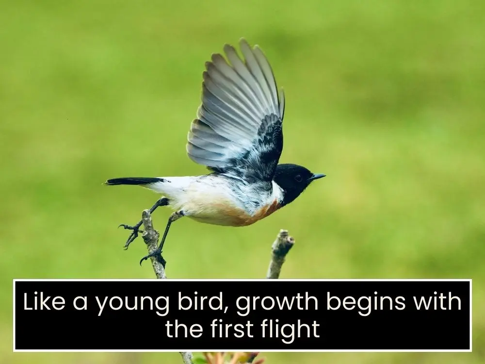 Risk-Taking Quotes for Young Professionals