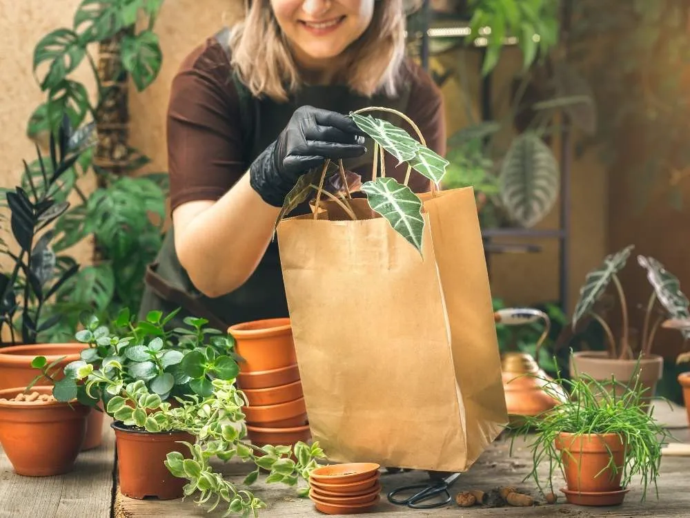 Plant selling business