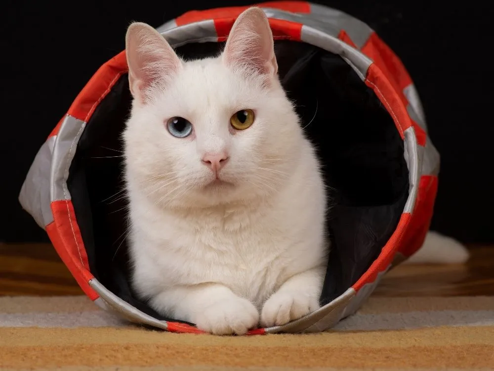 Cat Tunnel Toy