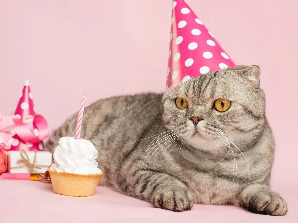 Pet Birthday Hat