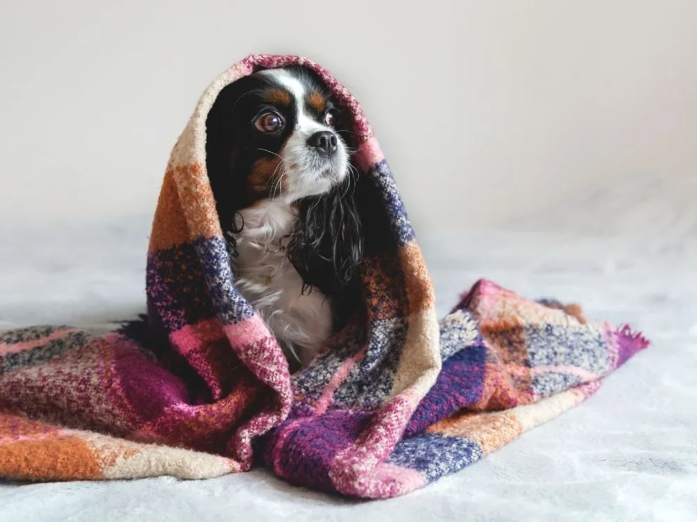 Pet Blanket