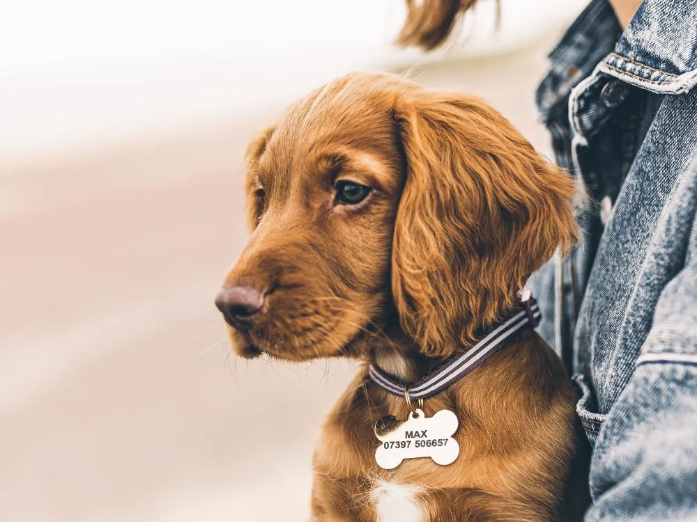 Engraved Pet Tag