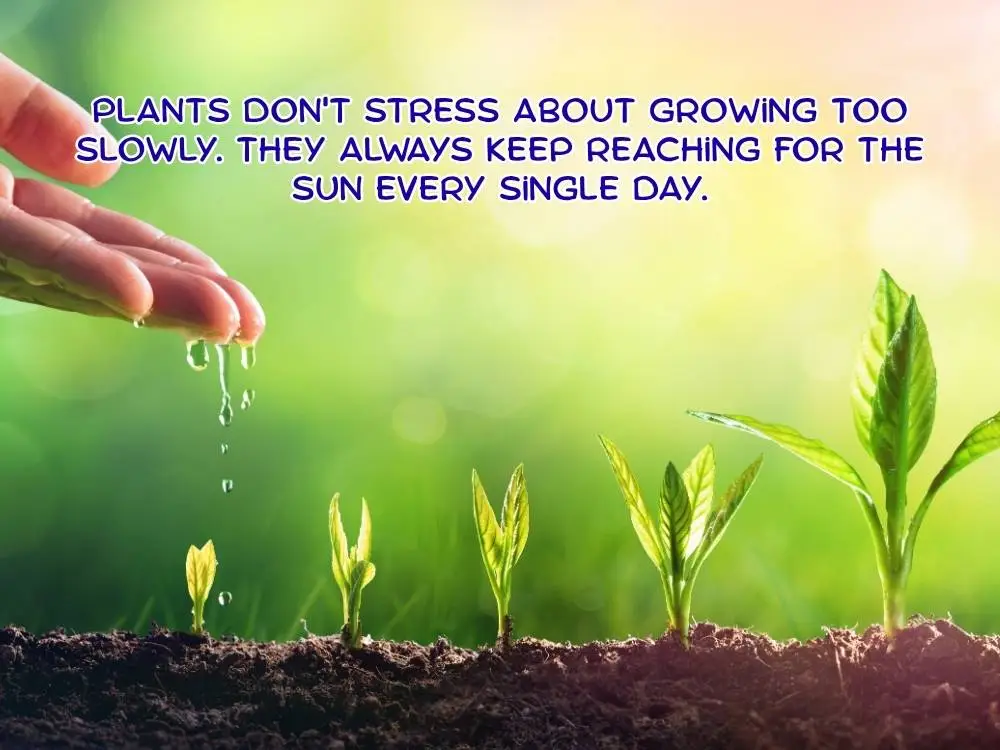 Perseverance Quotes: Staying Motivated During Slow Progress