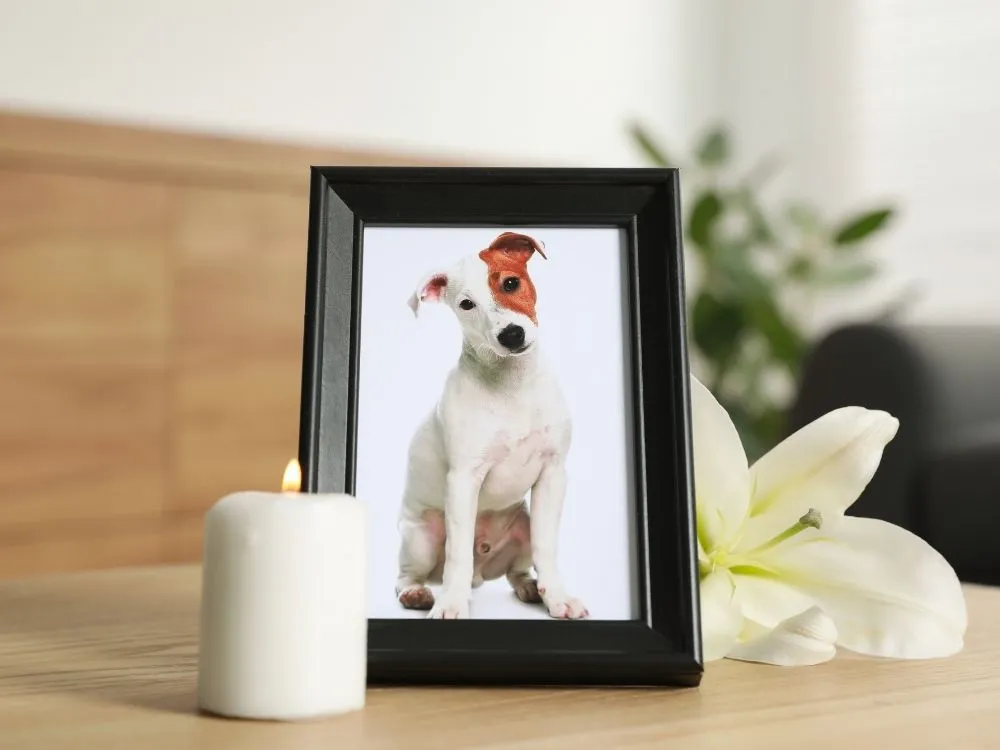 Condolence Messages for a Coworker Losing a Pet