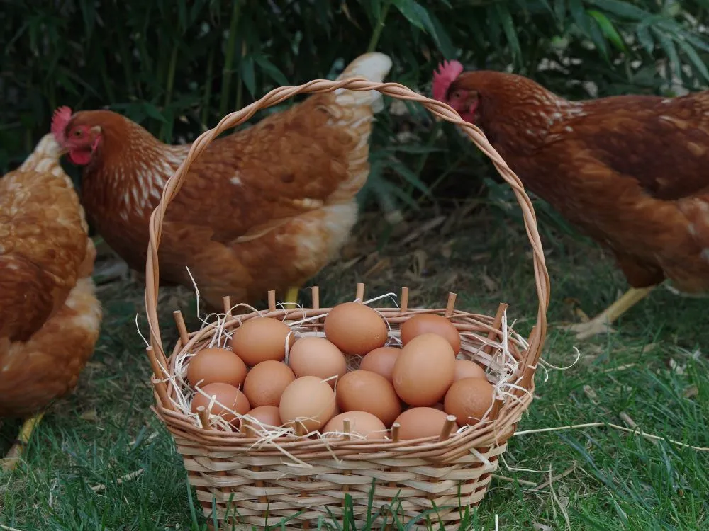 Free-Range Egg Production