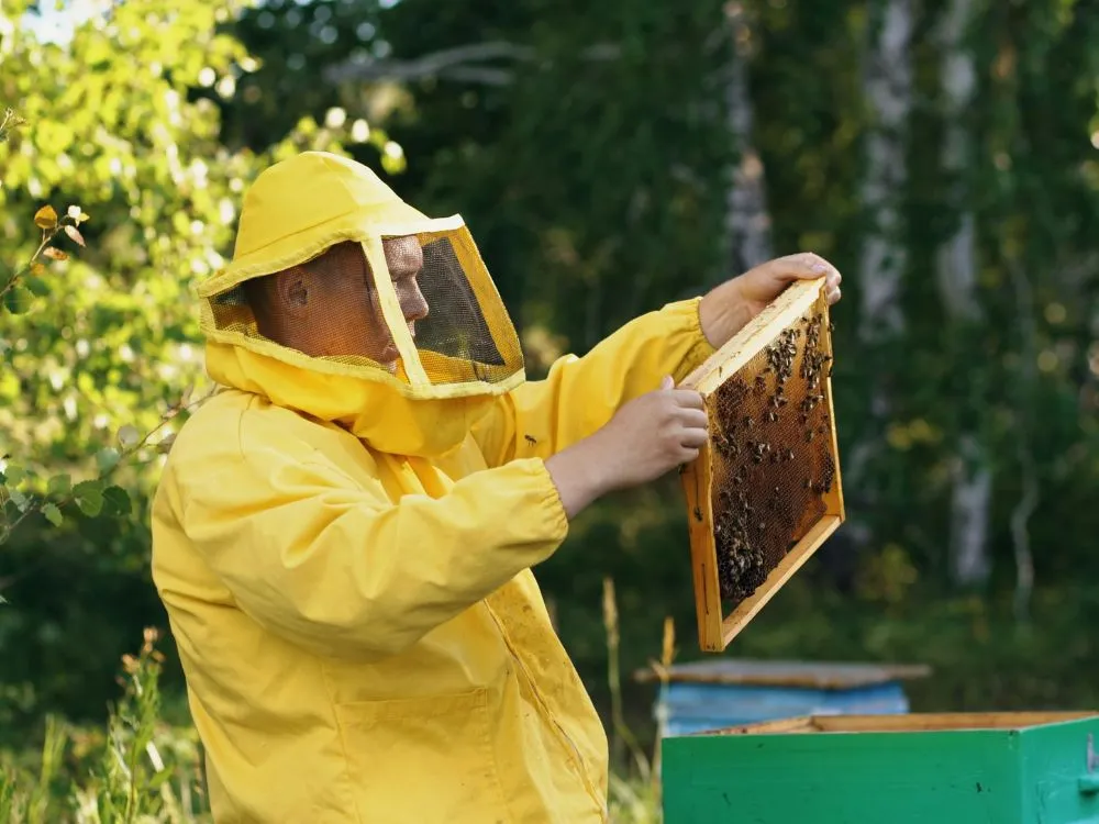 Honey Production - Beekeeping