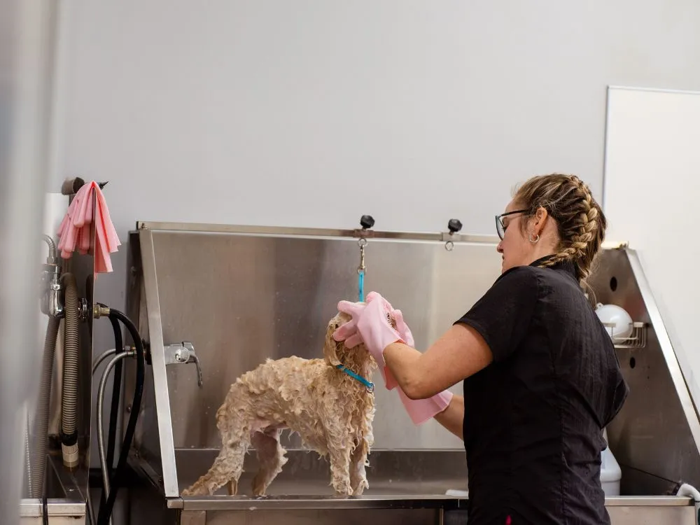 Pet Bathing Station