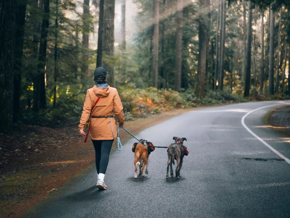 Pet Sitting or Dog Walking