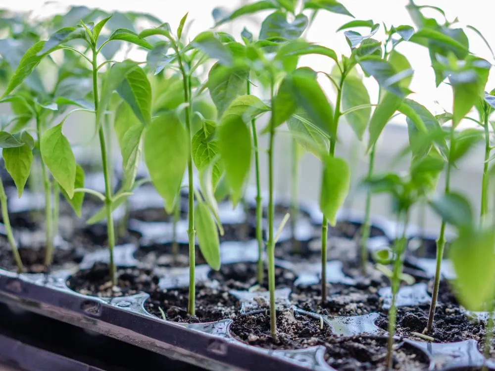 Plant Nursery or Seedling