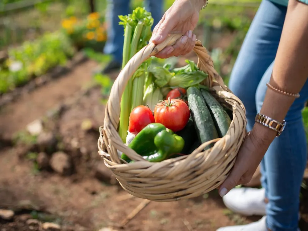 Grow & Sell Fresh Vegetables