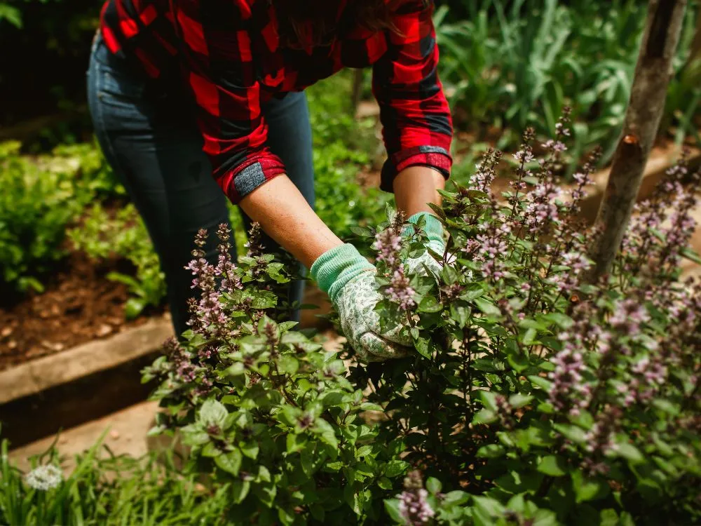 Small Organic Herb Farming