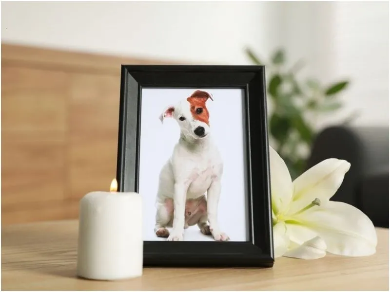 Sympathy Messages for a Coworker Losing a Pet