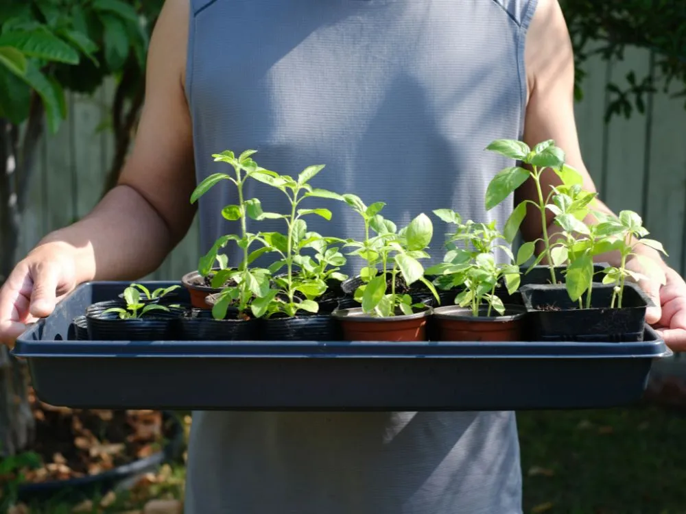 3D-Printed Seedling Tray