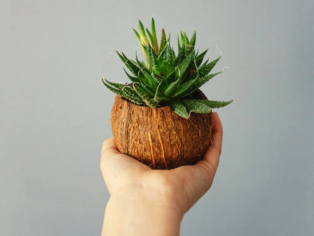 Coconut Shell Plant Pot