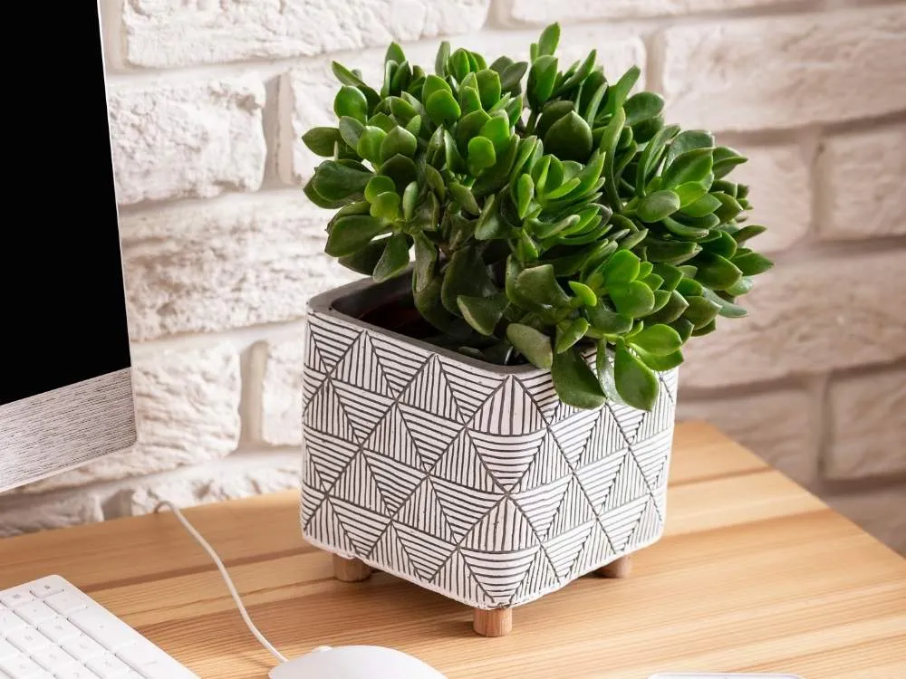 Desk Plant Gift